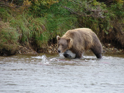 Bear on Moraine River